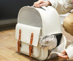pet bag